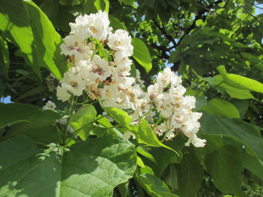 学校紹介 小野小学校